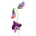 Red sweet pea flowers. Isolated sweet pea illustration element. Watercolor illustration set on white background. Royalty Free Stock Photo