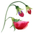 Red sweet pea flowers. Isolated sweet pea illustration element. Watercolor illustration set on white background. Royalty Free Stock Photo