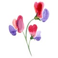 Red sweet pea flowers. Isolated sweet pea illustration element. Watercolor illustration set on white background. Royalty Free Stock Photo