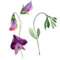 Red sweet pea flowers. Watercolor illustration set on white background. Isolated sweet pea illustration element. Royalty Free Stock Photo