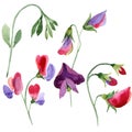 Red sweet pea flowers. Watercolor illustration set on white background. Isolated sweet pea illustration element. Royalty Free Stock Photo