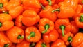 Red sweet pepper Royalty Free Stock Photo