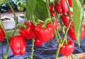 Red sweet pepper or capsicum annuum group hanging on vine of tree in organic vegetables farm background