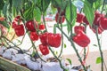 Red sweet pepper or capsicum annuum with water drops group hanging on vine of tree in organic vegetables farm background Royalty Free Stock Photo