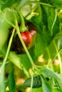 Red sweet pepper growing on a green bush. Royalty Free Stock Photo