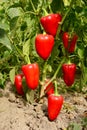 Red sweet pepper planting in the garden. Growing, harvesting red bell peppers Royalty Free Stock Photo