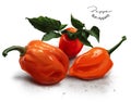 Red sweet peppers Royalty Free Stock Photo