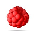 Red Sweet Raspberry Icon on White Background. Vector