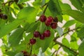 Red, sweet ripe cherries with bright lush foliag Royalty Free Stock Photo