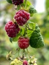 red sweet ripe raspberries on a branch in the garden Royalty Free Stock Photo