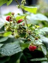 red sweet ripe raspberries on a branch in the garden Royalty Free Stock Photo