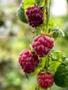 red sweet ripe raspberries on a branch in the garden Royalty Free Stock Photo