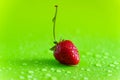 Red sweet ripe strawberry berry on green matte background with water drops Royalty Free Stock Photo