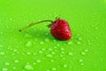 Red sweet ripe strawberry berry on green matte background with water drops Royalty Free Stock Photo