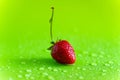 Red sweet ripe strawberry berry on green matte background with water drops Royalty Free Stock Photo