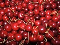 Red sweet yummy juicy Cherry