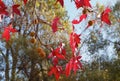 Red Sweetgum tree leaves