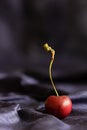 Red sweetheart cherry (grown in England) in the folds of a blue silk background with copy space. Selective focus. Vertical.