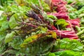 Red swiss chard bunch raw and fresh Royalty Free Stock Photo