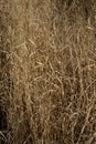 Red Switchgrass 818357