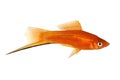 Red Swordtail Xiphophorus Helleri aquarium fish isolated on white