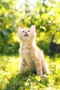 Red tabby cat Royalty Free Stock Photo
