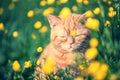 Red tabby cat on the flower lawn