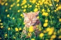 A red cat sits among the yellow flowers