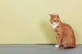 Red tabby cat on green background Royalty Free Stock Photo