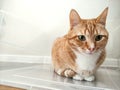 A red tabby cat with green eyes sits in a transparent plastic. Royalty Free Stock Photo