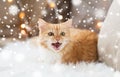 Red tabby cat at home on christmas