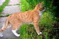 A red tabby cat looks for prey in the bushes Royalty Free Stock Photo