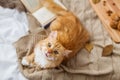 Red tabby cat lying on blanket at home in autumn