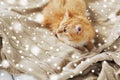 Red tabby cat lying on blanket at home in winter Royalty Free Stock Photo