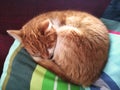 Red tabby cat sleeping on a multi colored pillow