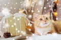 Red tabby cat on sofa with christmas gift at home Royalty Free Stock Photo