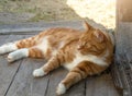 Red tabby cat with white paws lies on a wooden porch and looks into the distance on a summer sunny day. The cat is resting in the