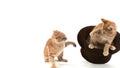 Red Tabby Domestic Cat, Adults Playing in Top Hat against White BackgroundRed Tabby Domestic Cat, Adults Playing in Top Hat