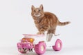 Red Tabby Domestic Cat, Kitten playing with Car Toy against White Background Royalty Free Stock Photo