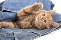 Red Tabby Domestic Cat, Kitten playing in Jeans Royalty Free Stock Photo