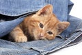 Red Tabby Domestic Cat, Kitten playing in Jeans Royalty Free Stock Photo