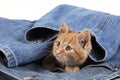 Red Tabby Domestic Cat, Kitten playing in Jeans Royalty Free Stock Photo