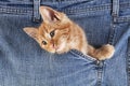 Red Tabby Domestic Cat, Kitten playing in Jeans Pocket Royalty Free Stock Photo