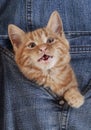 Red Tabby Domestic Cat, Kitten playing in Jeans Pocket, Meowing Royalty Free Stock Photo