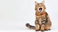 A red tabby feline with stripes sits, tail draped across front legs, and