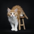 Red tabby high white Maine Coon cat / kitten Royalty Free Stock Photo