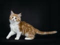 Red tabby high white Maine Coon cat / kitten Royalty Free Stock Photo