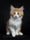 Red tabby high white Maine Coon cat / kitten Royalty Free Stock Photo