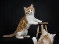 Red tabby high white Maine Coon cat / kitten