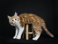 Red tabby high white Maine Coon cat